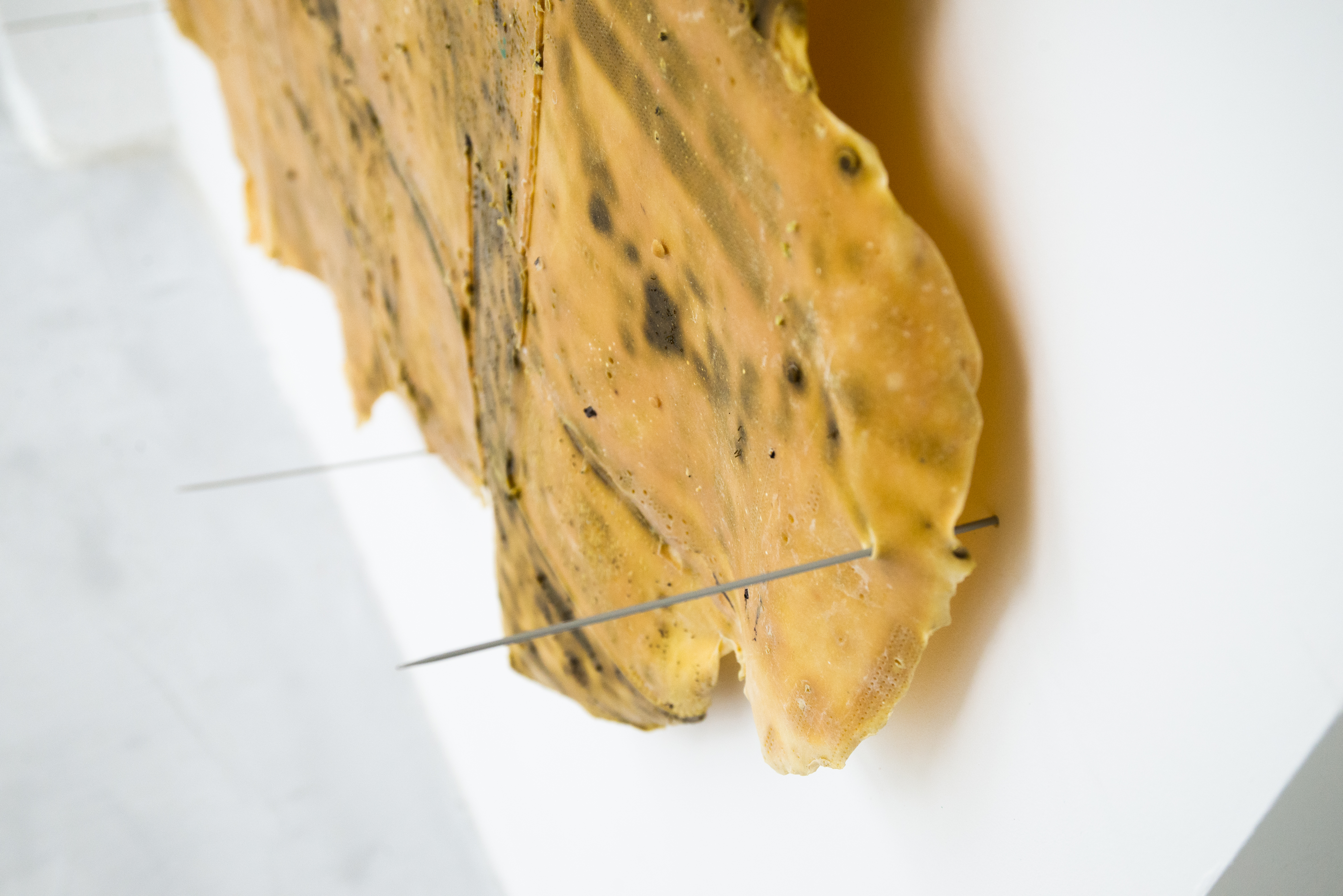 SCEP - JPEG (600DPI)-135